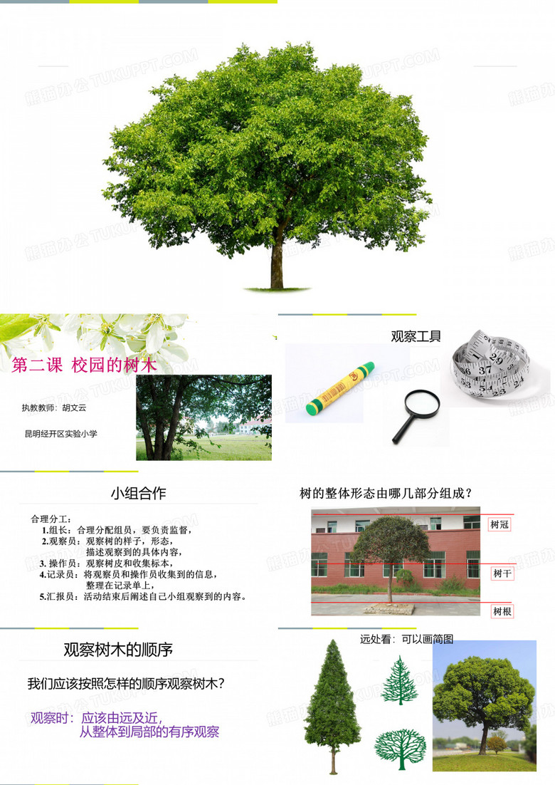 校园的树木