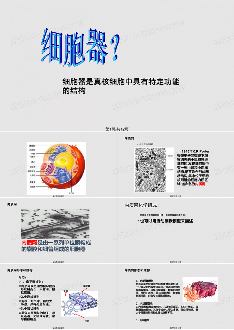 细胞器内质网PPT课件