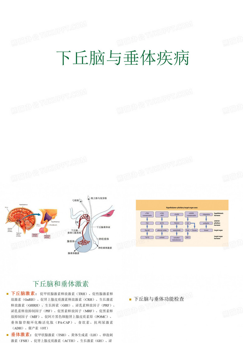 下丘脑与垂体