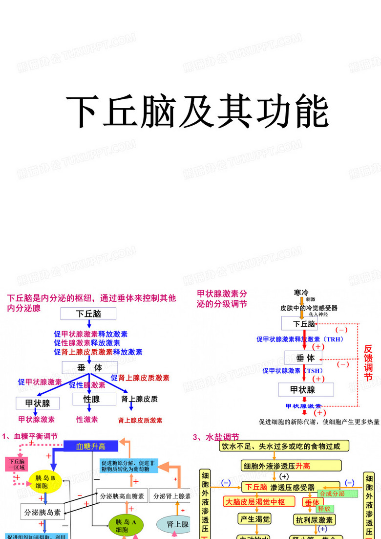 下丘脑功能