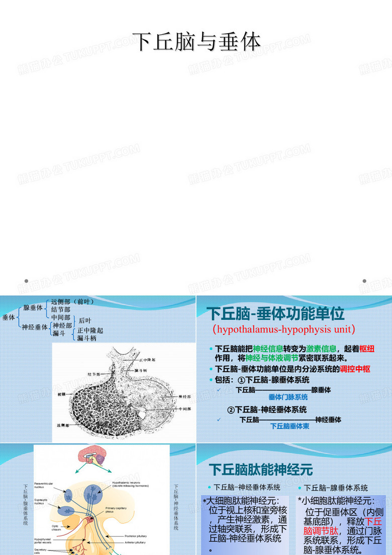 下丘脑与垂体