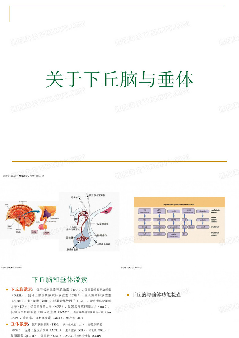 下丘脑与垂体