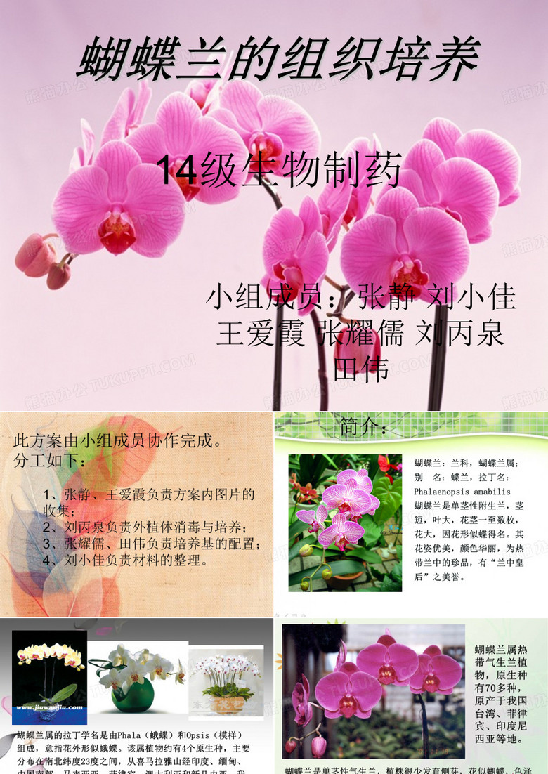 蝴蝶兰的组培