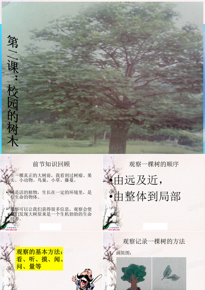 2、校园的树木
