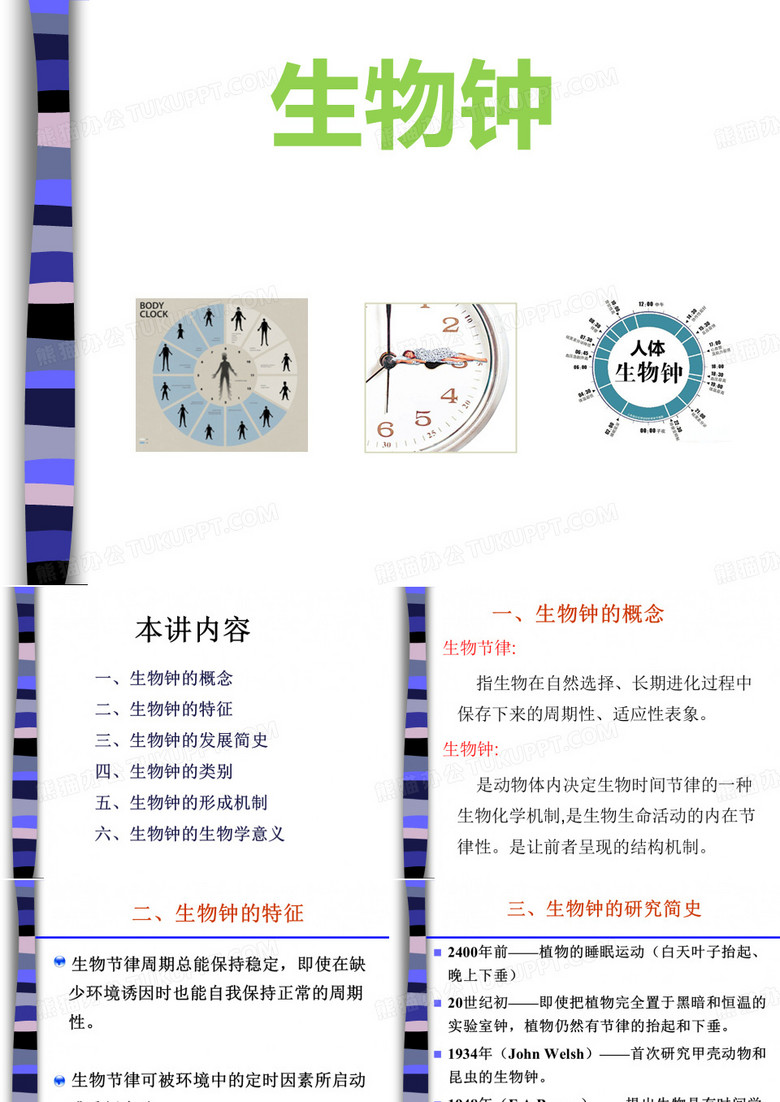 生物钟课件