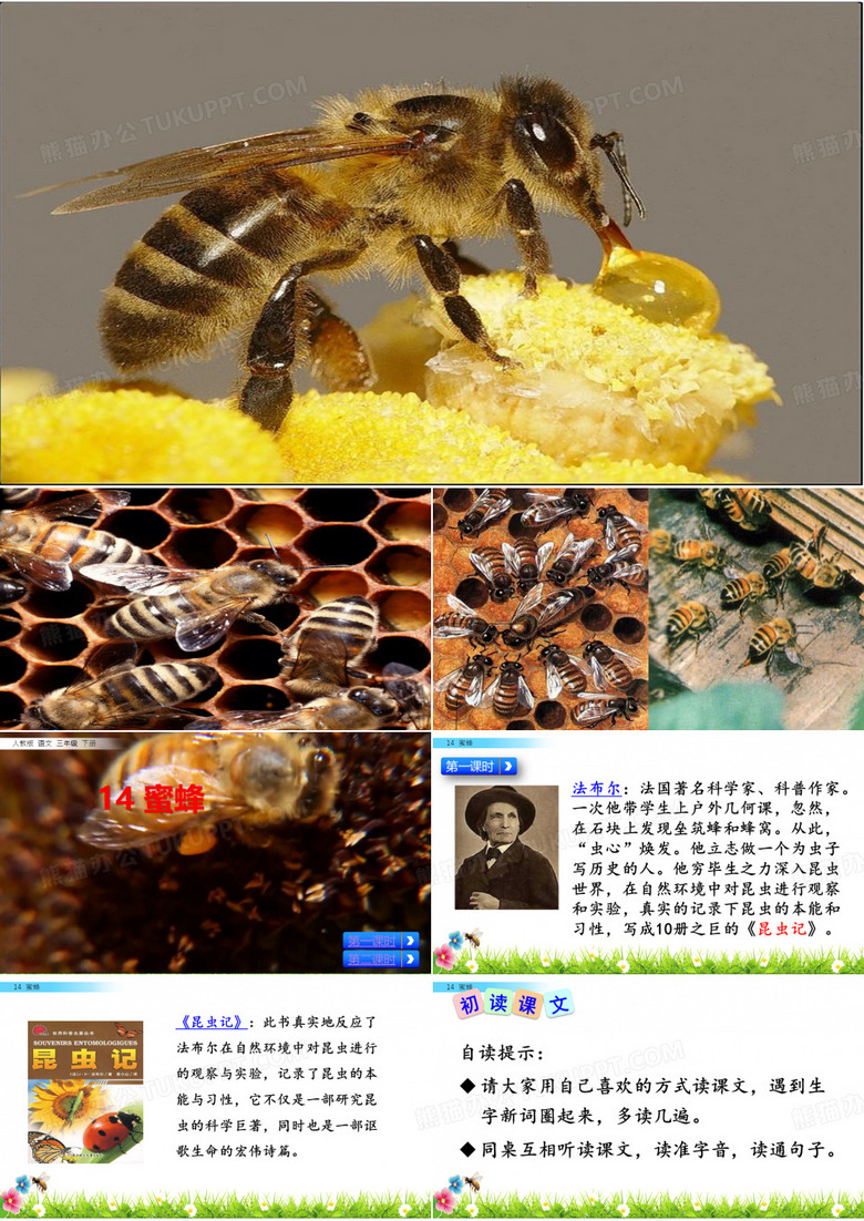 14蜜蜂