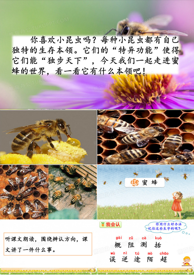 14 蜜蜂