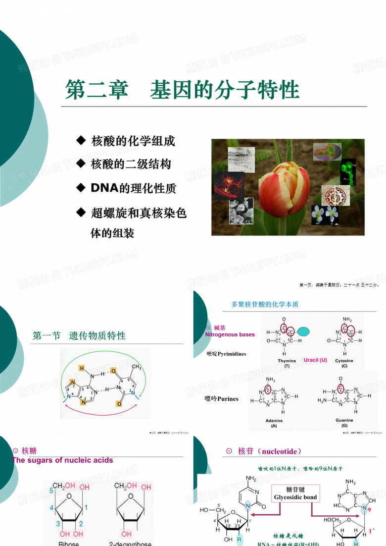 分子生物学DNA复制