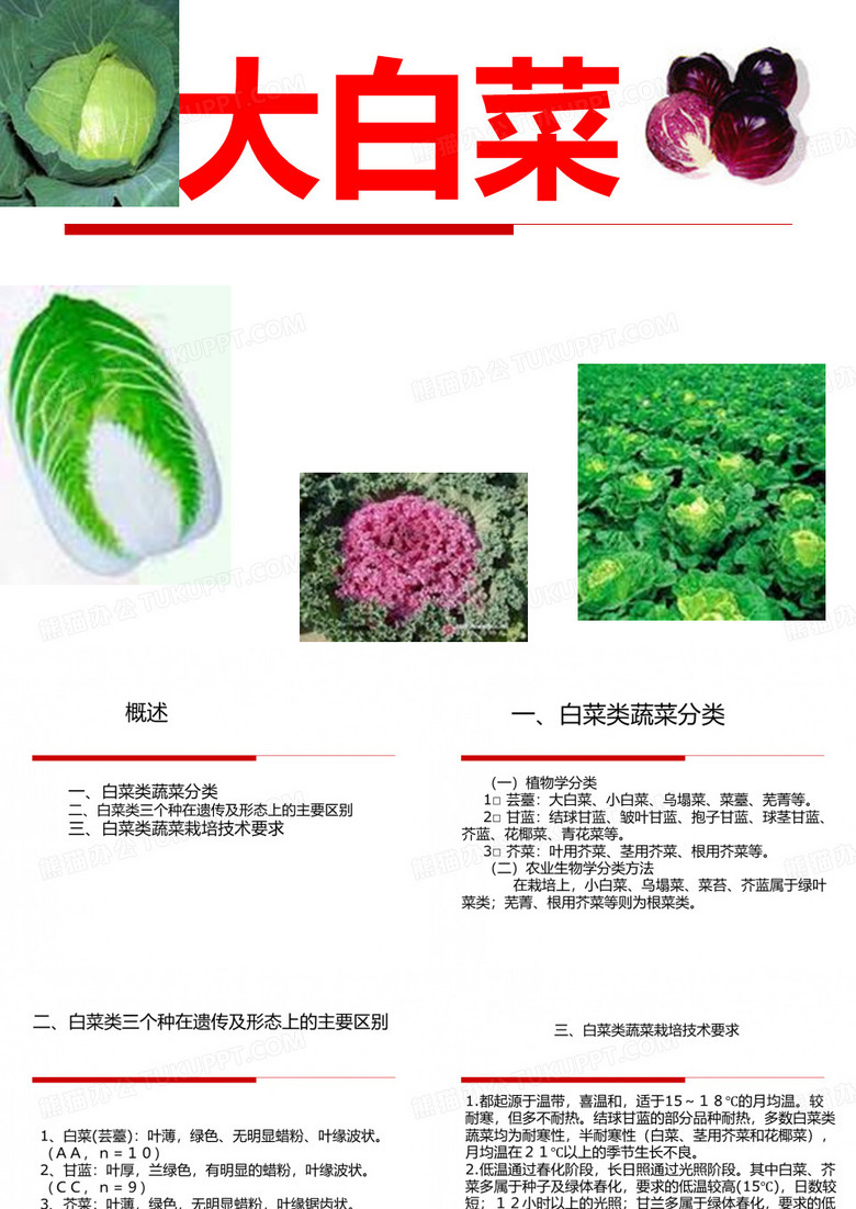大白菜PPT课件