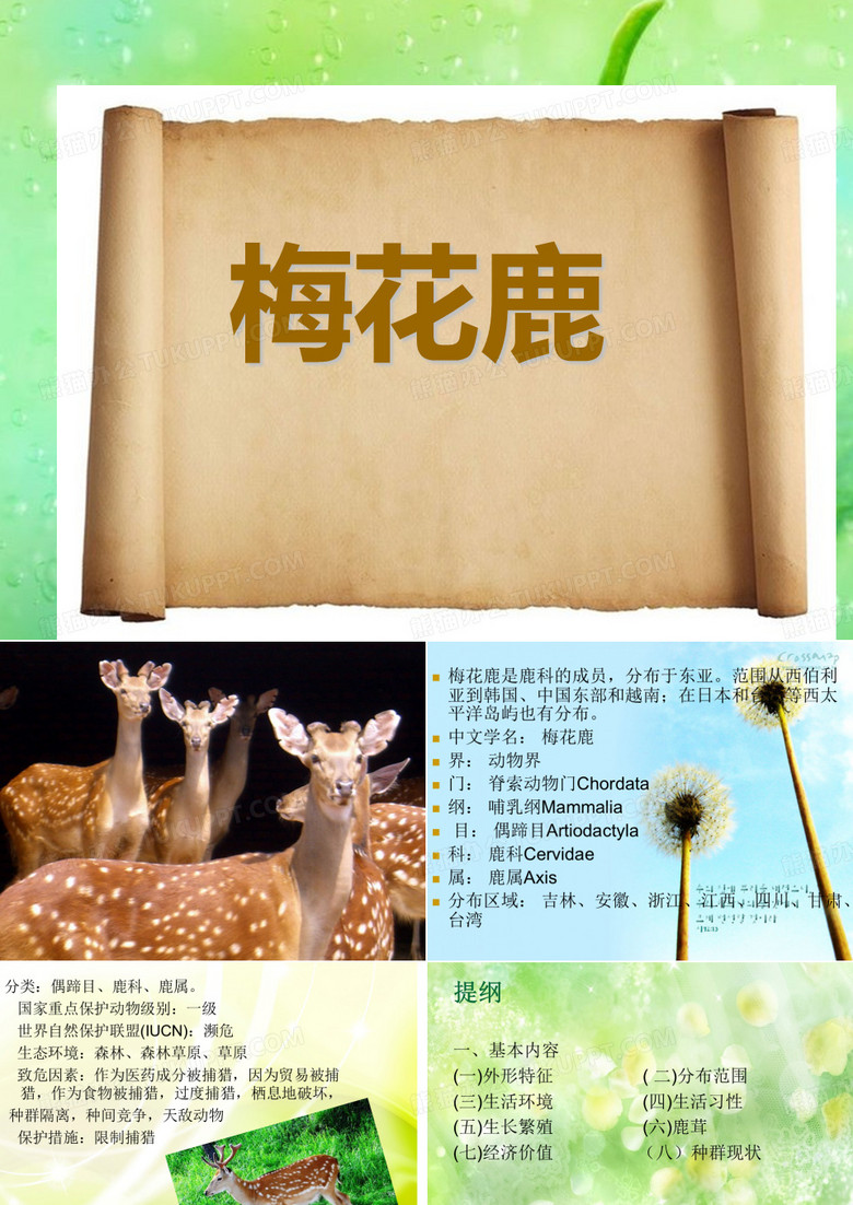 梅花鹿幻灯片