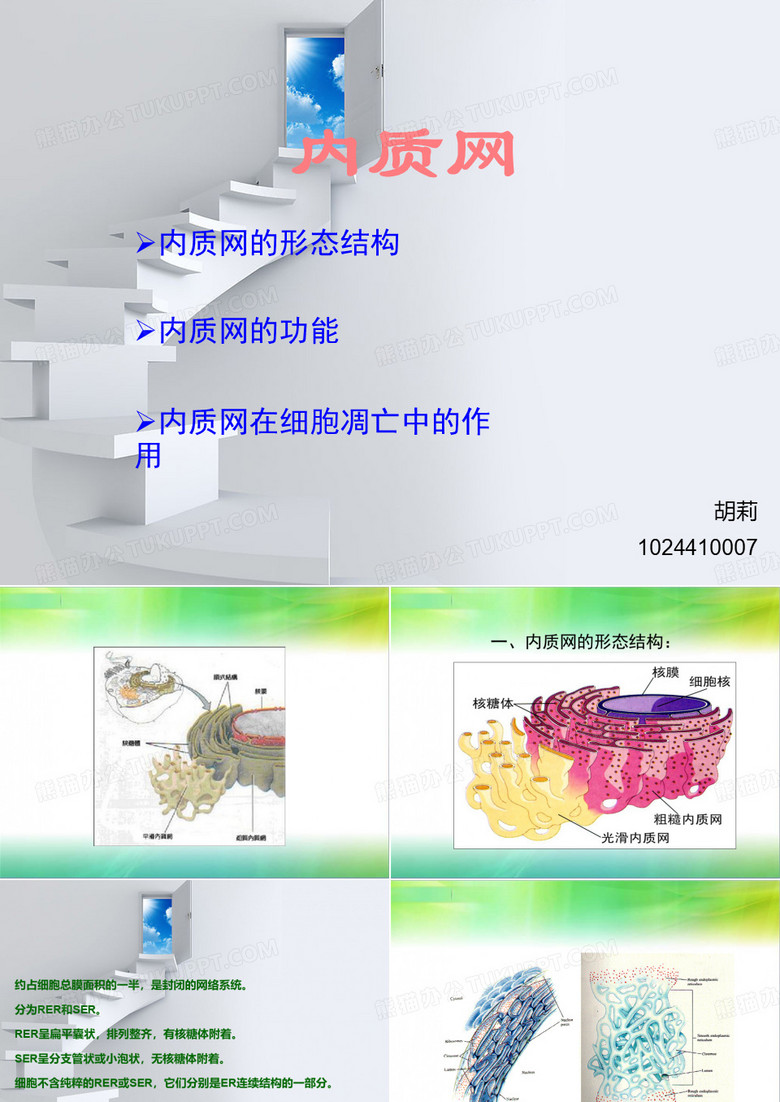 内质网