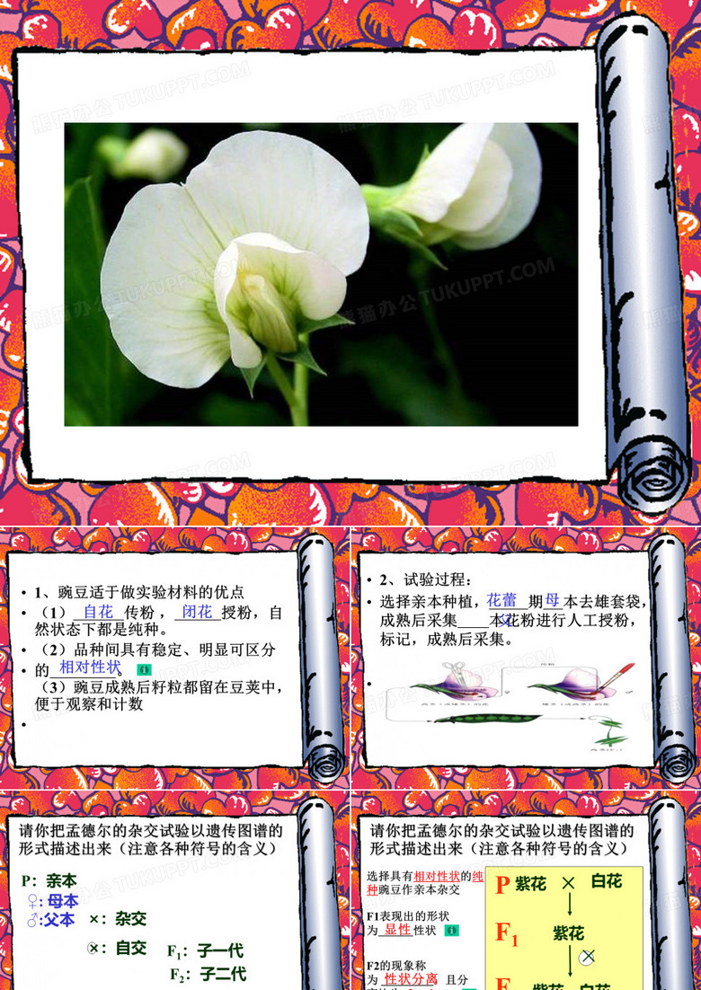 分离定律概念