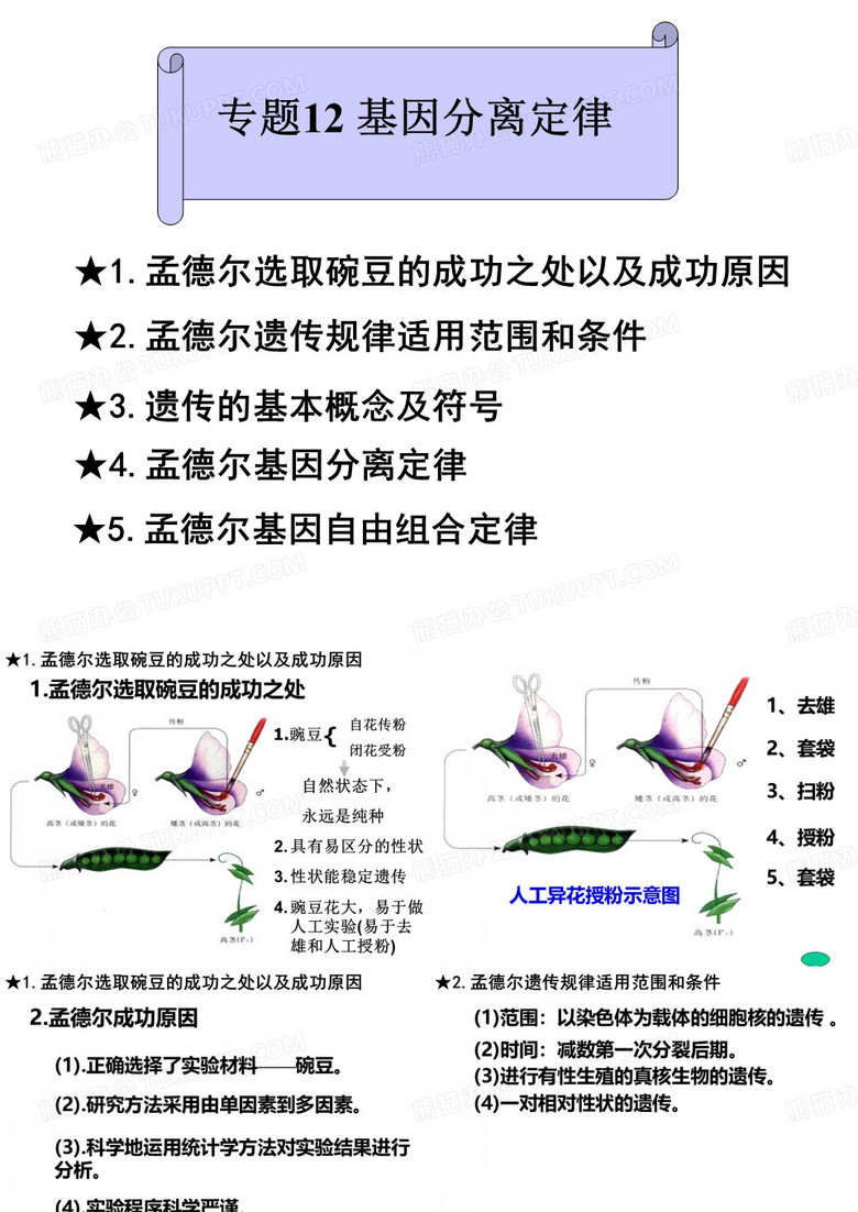 基因分离定律