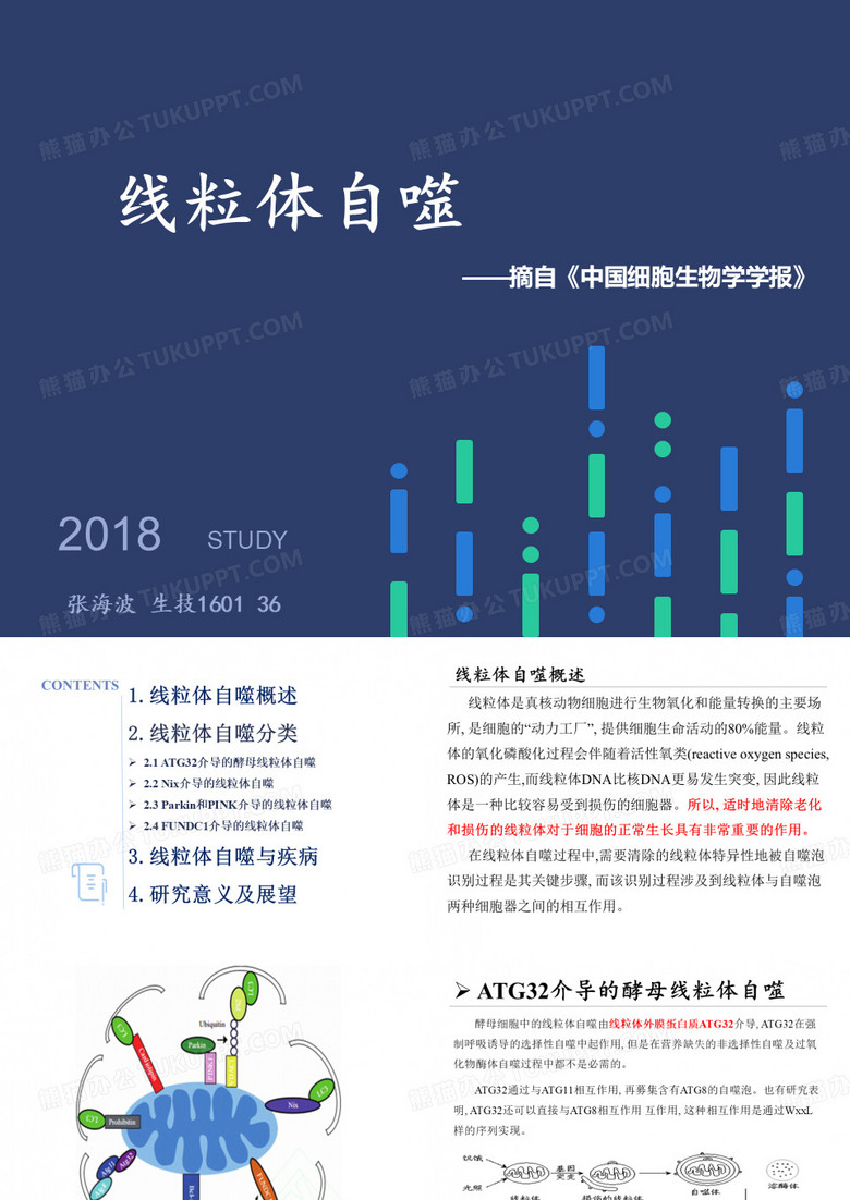 线粒体自噬