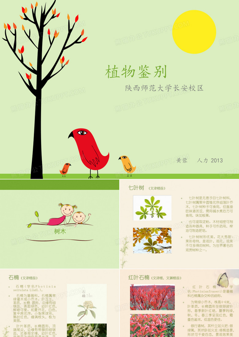 陕师大花草介绍