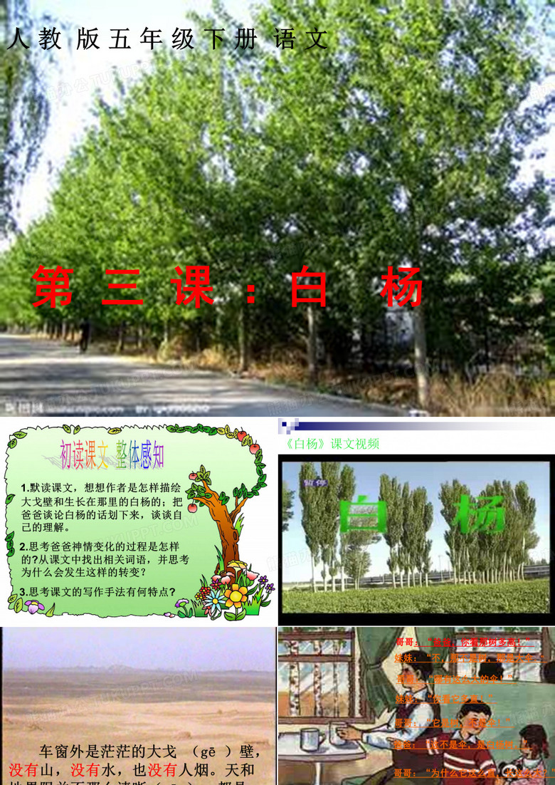 白杨树