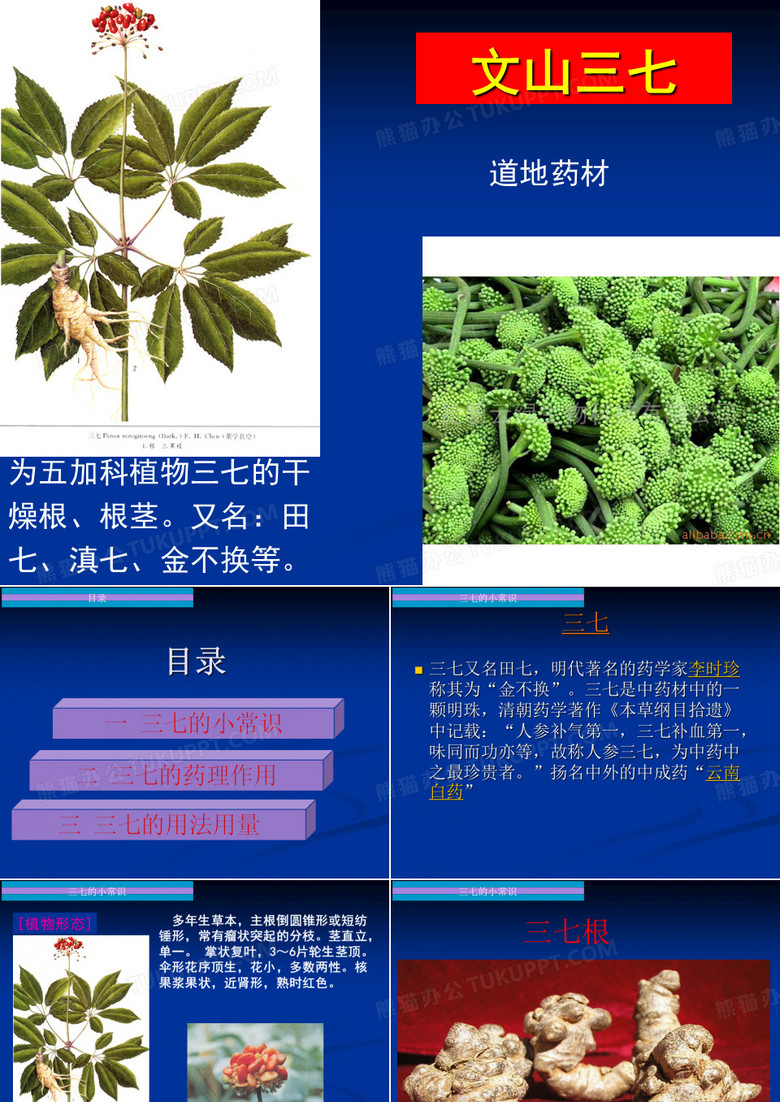 文山三七