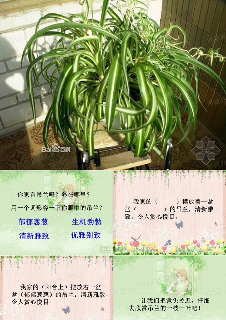 植物作文吊兰