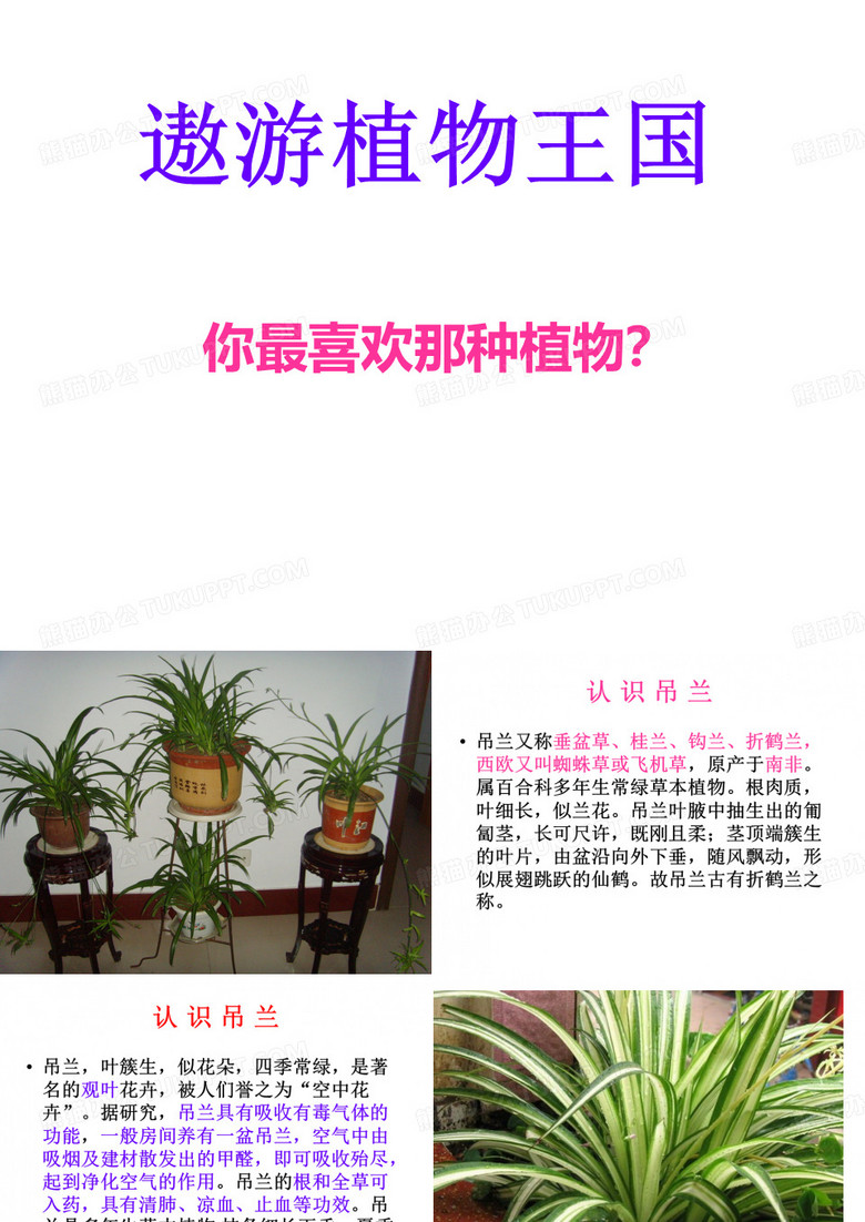 六植物作文吊兰