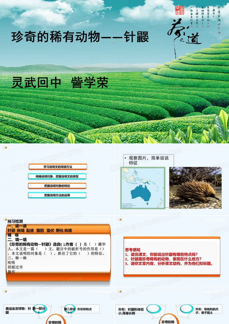 珍奇的稀有动物针鼹课件