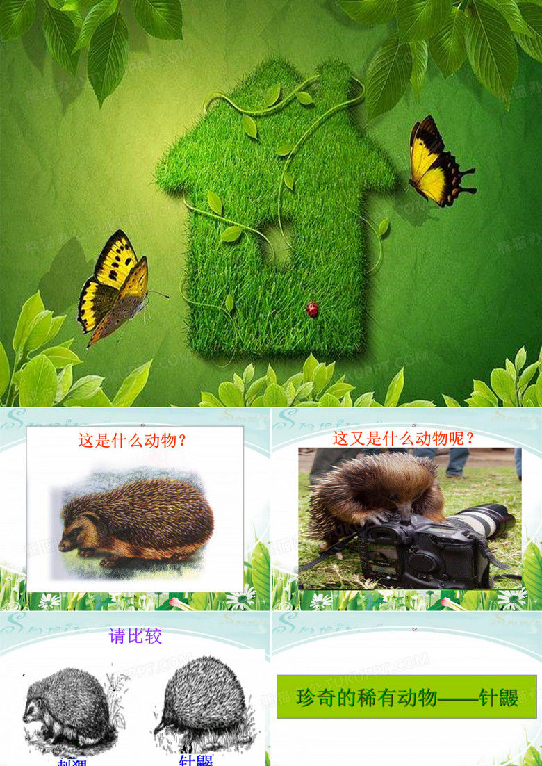 语文版七下《珍奇的稀有动物——针鼹》ppt课件3【最新】