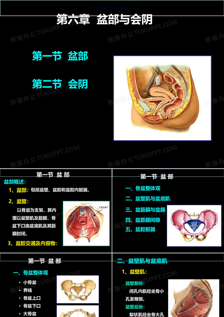 临床应用解剖盆部和会阴
