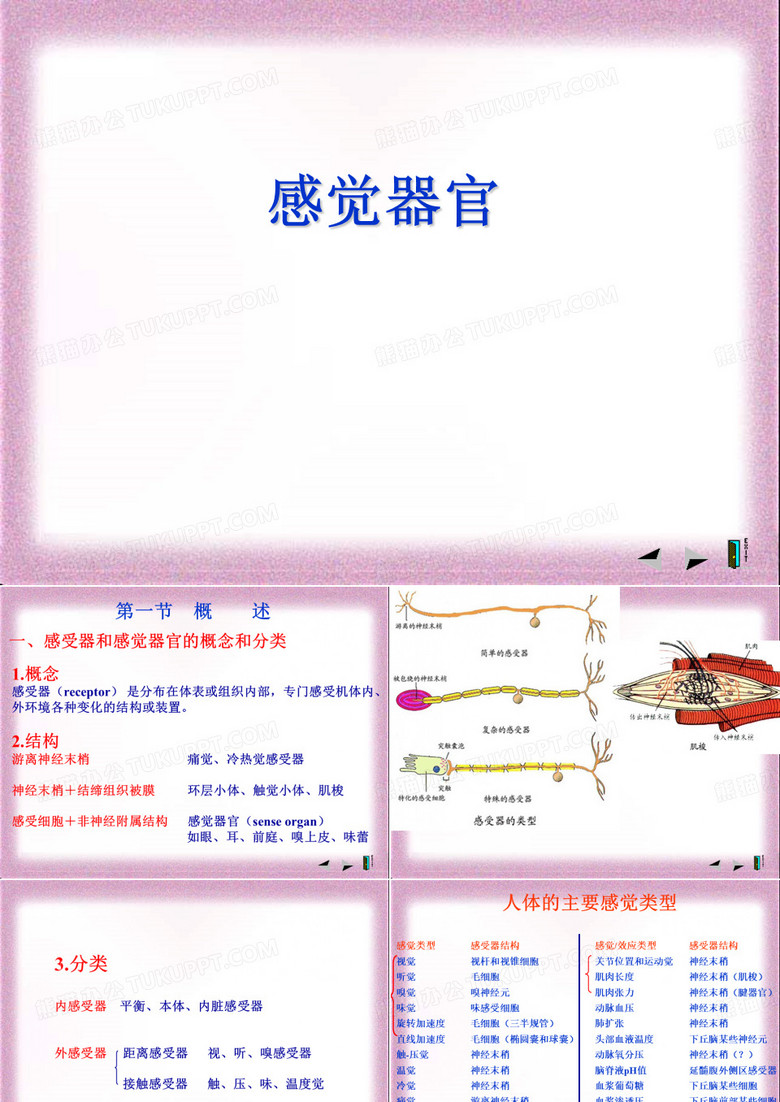 感觉器官