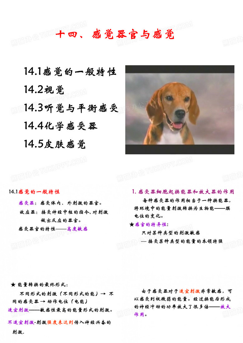 14感觉器官与感觉