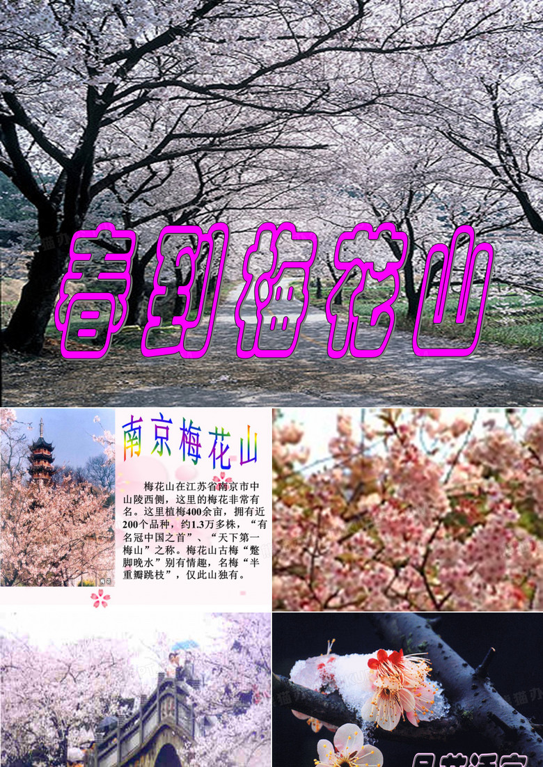 春到梅花山01