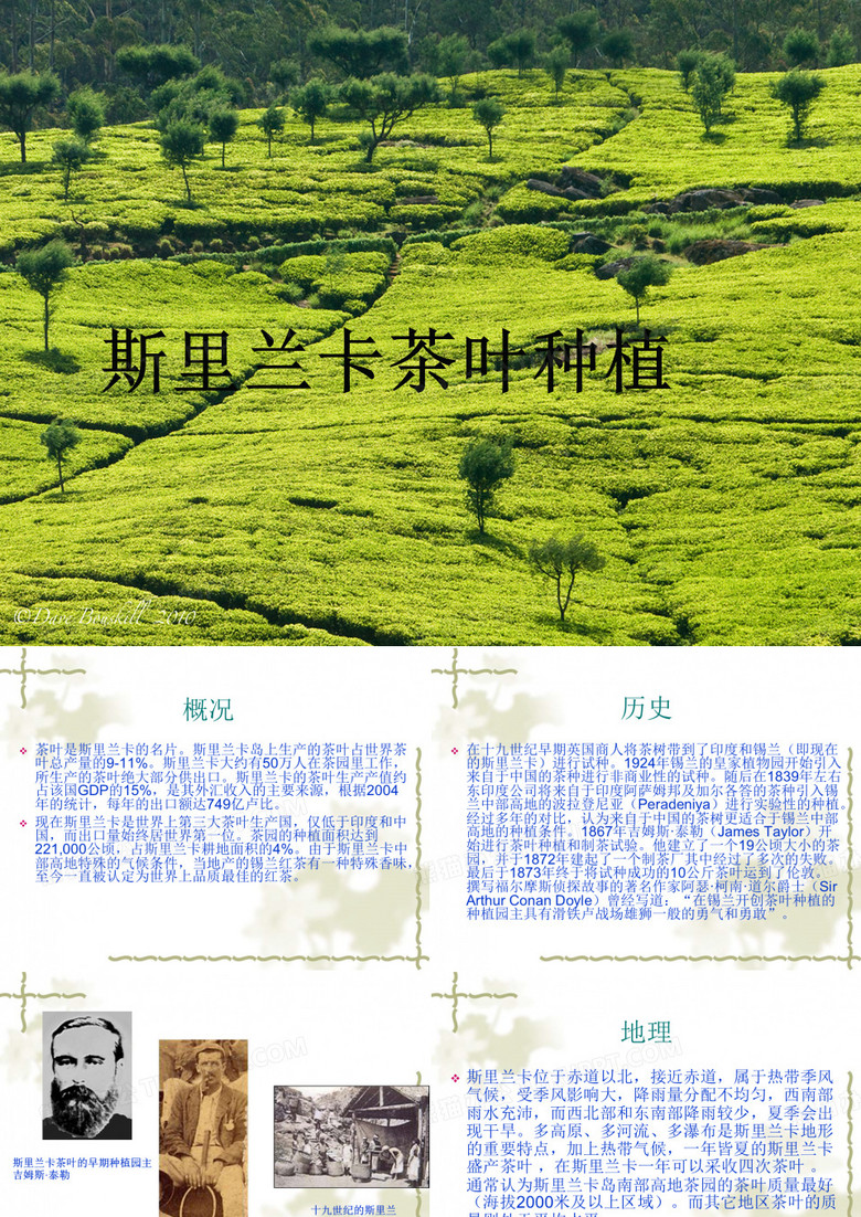 斯里兰卡茶叶种植