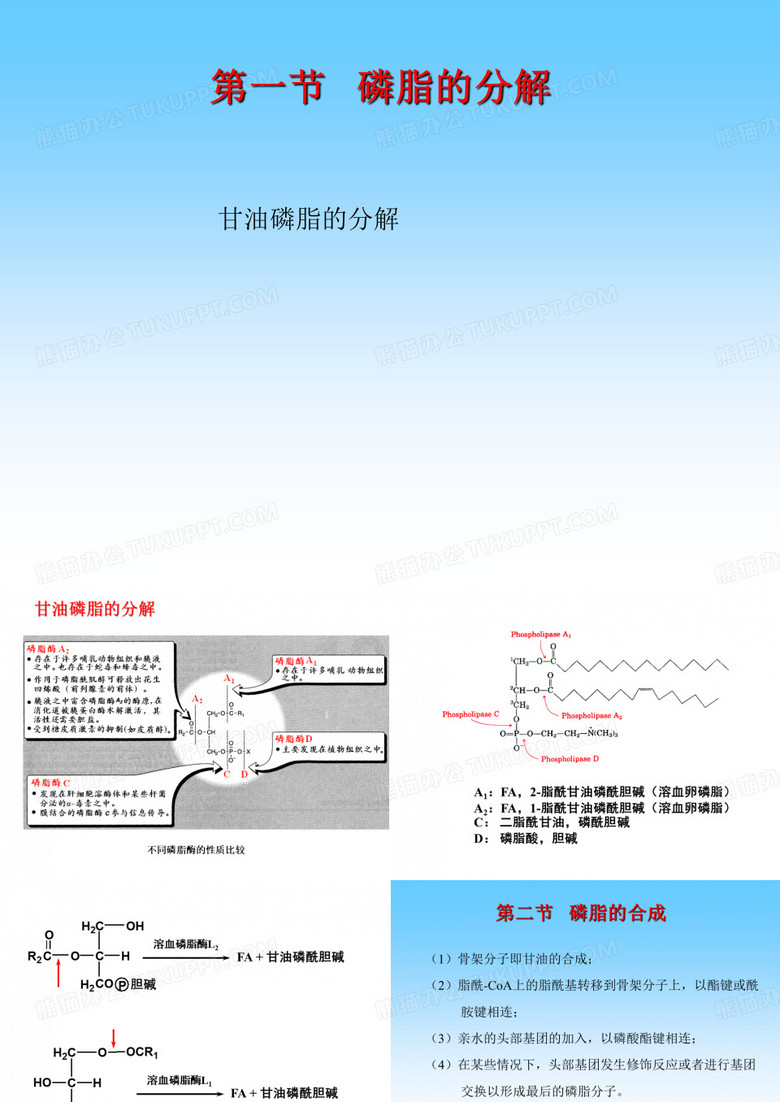 磷脂和糖脂的代谢
