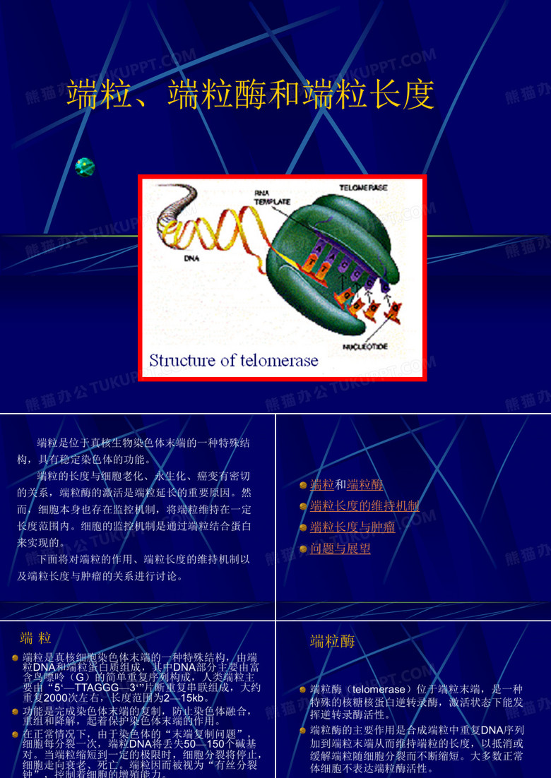 端粒、端粒酶和端粒长度