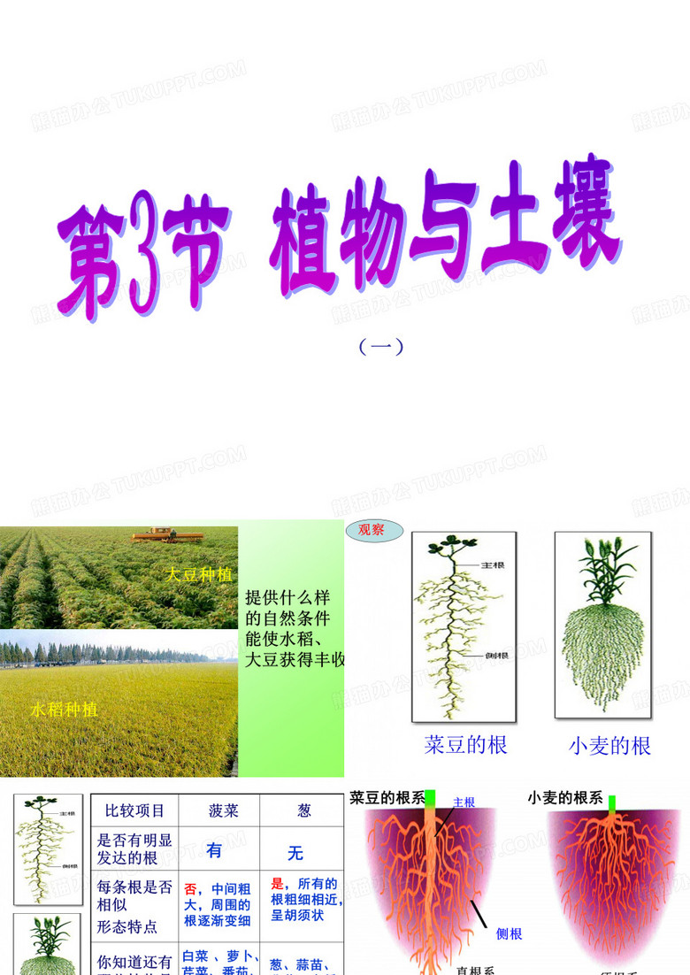 根系