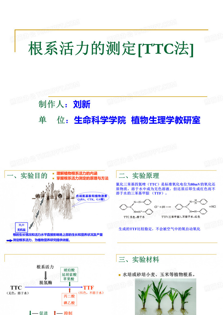 根系活力