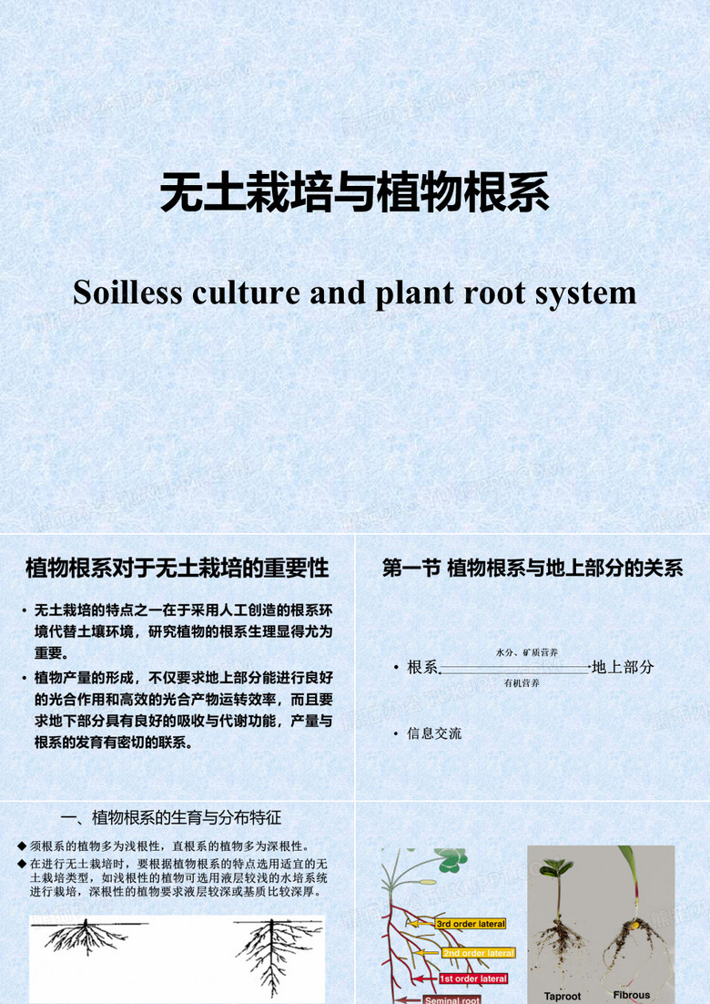 根系生理