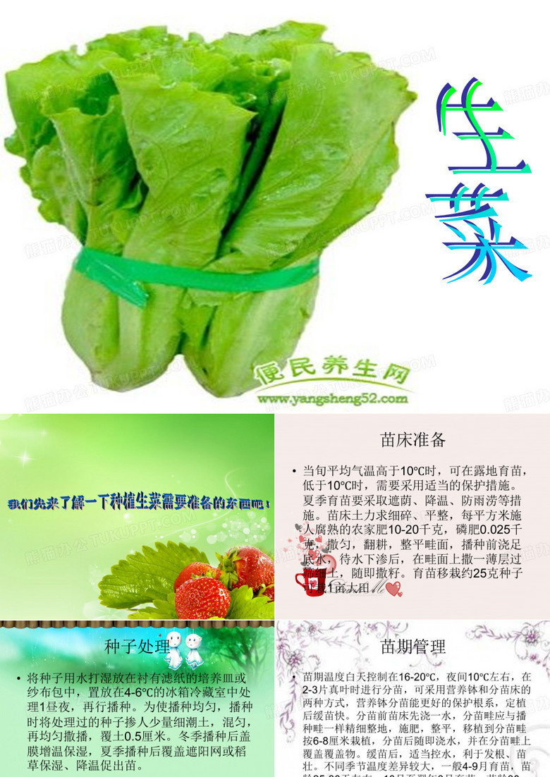 生菜