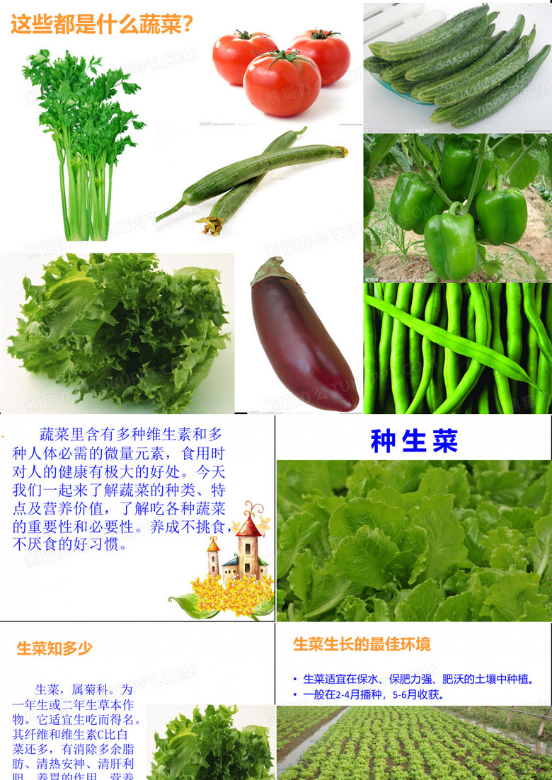 种生菜