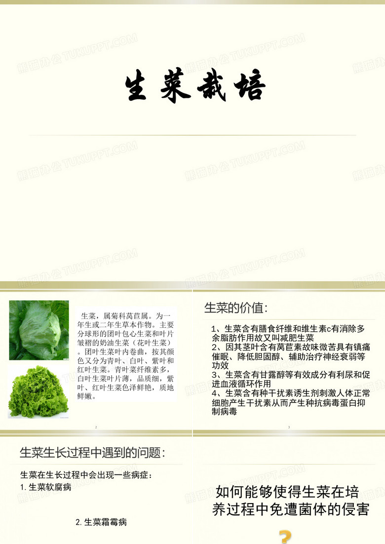 设施生菜栽培