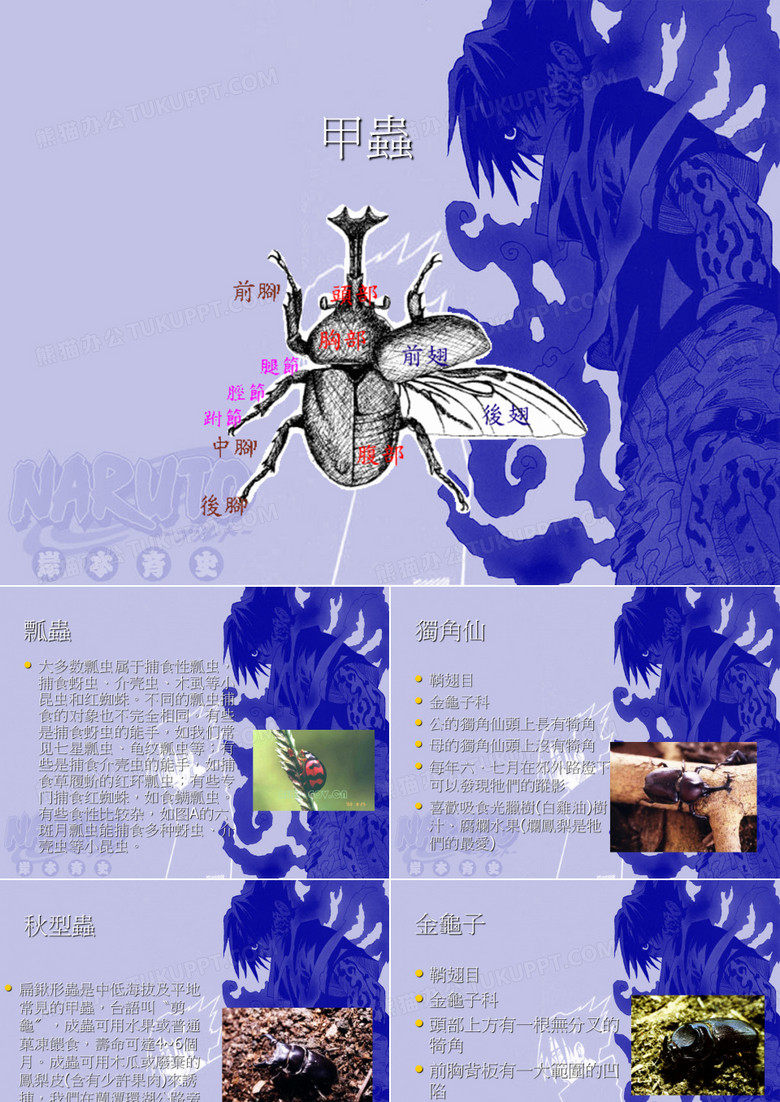 甲虫