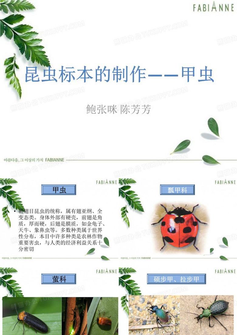 昆虫标本制作——甲虫(2手)新