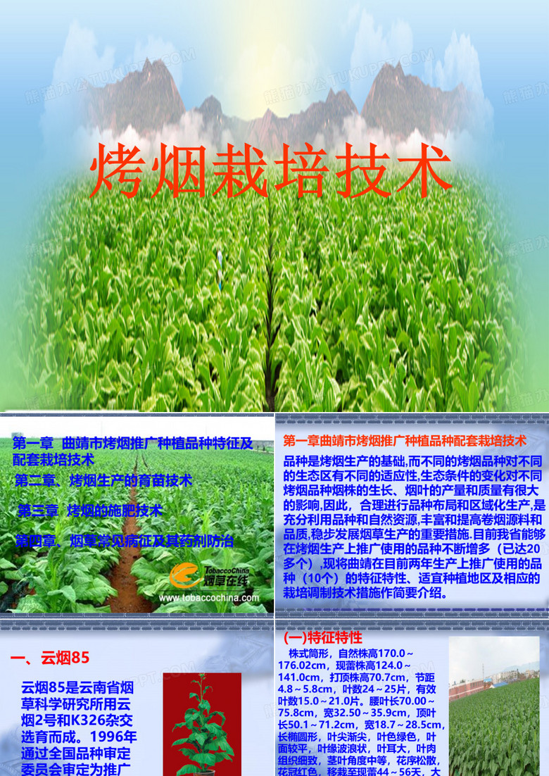 烤烟栽培.ppt