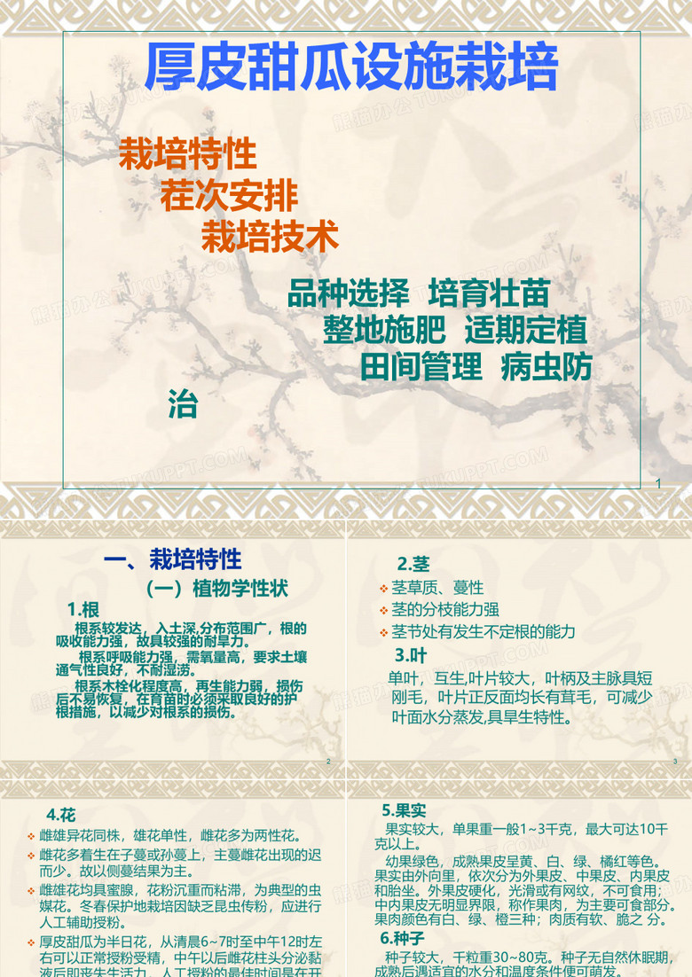 甜瓜栽培PPT课件
