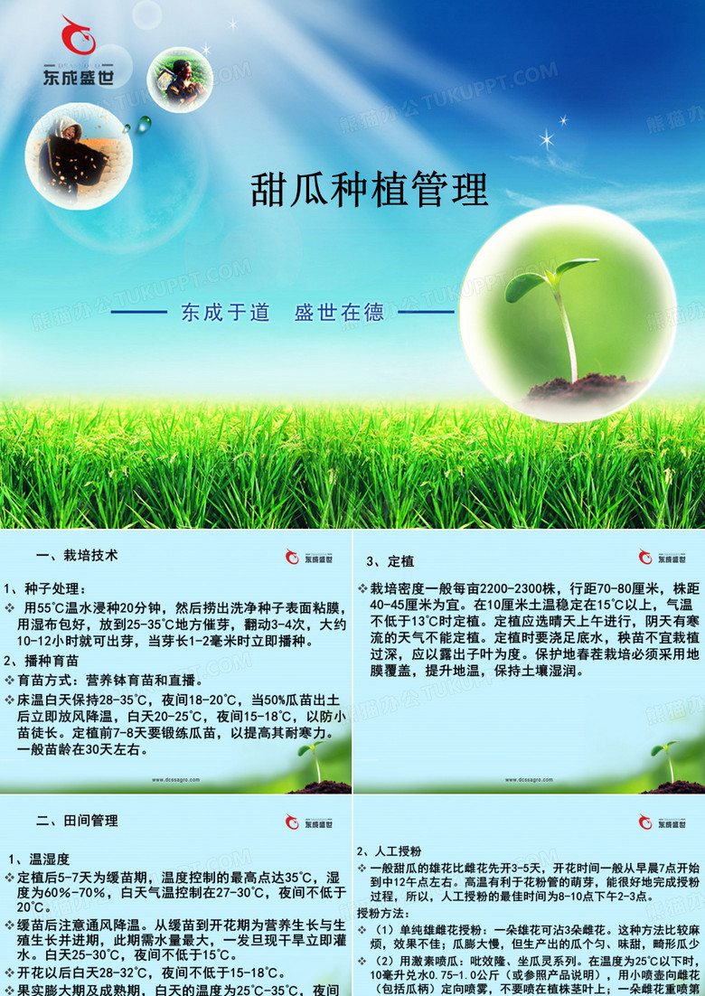 甜瓜种植病害管理