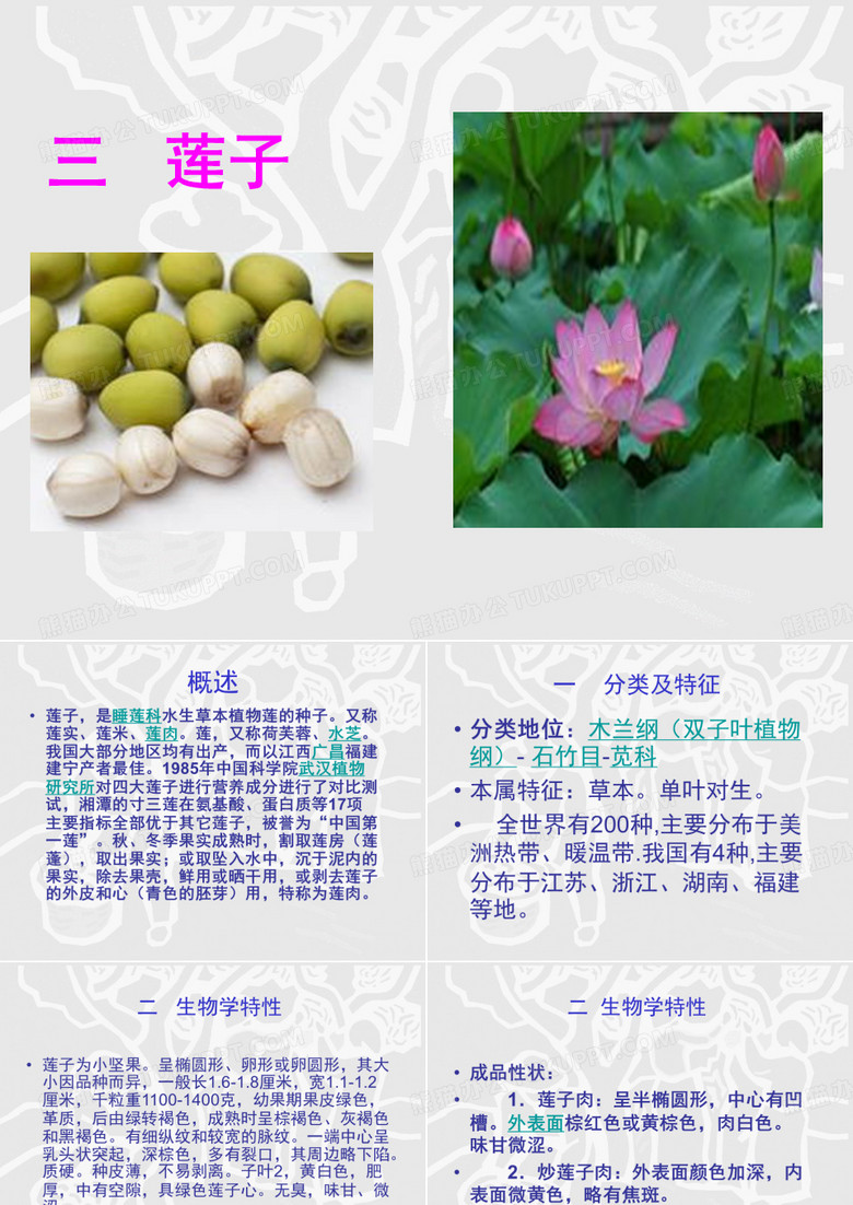 莲子