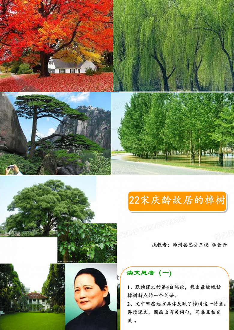宋庆龄故居的樟树(李会云)