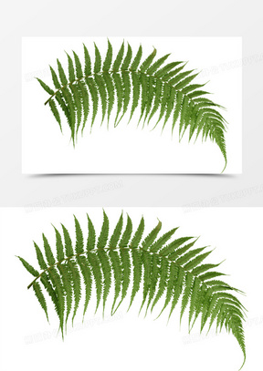 绿色长条叶子png素材