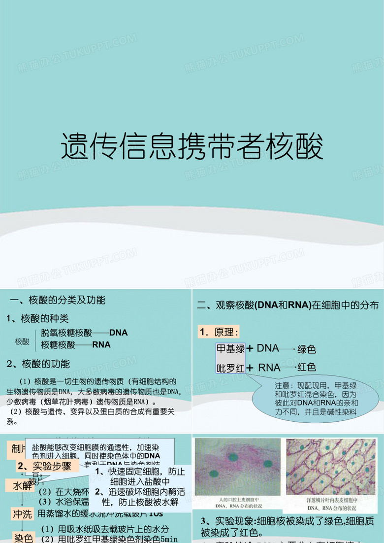 遗传信息携带者核酸
