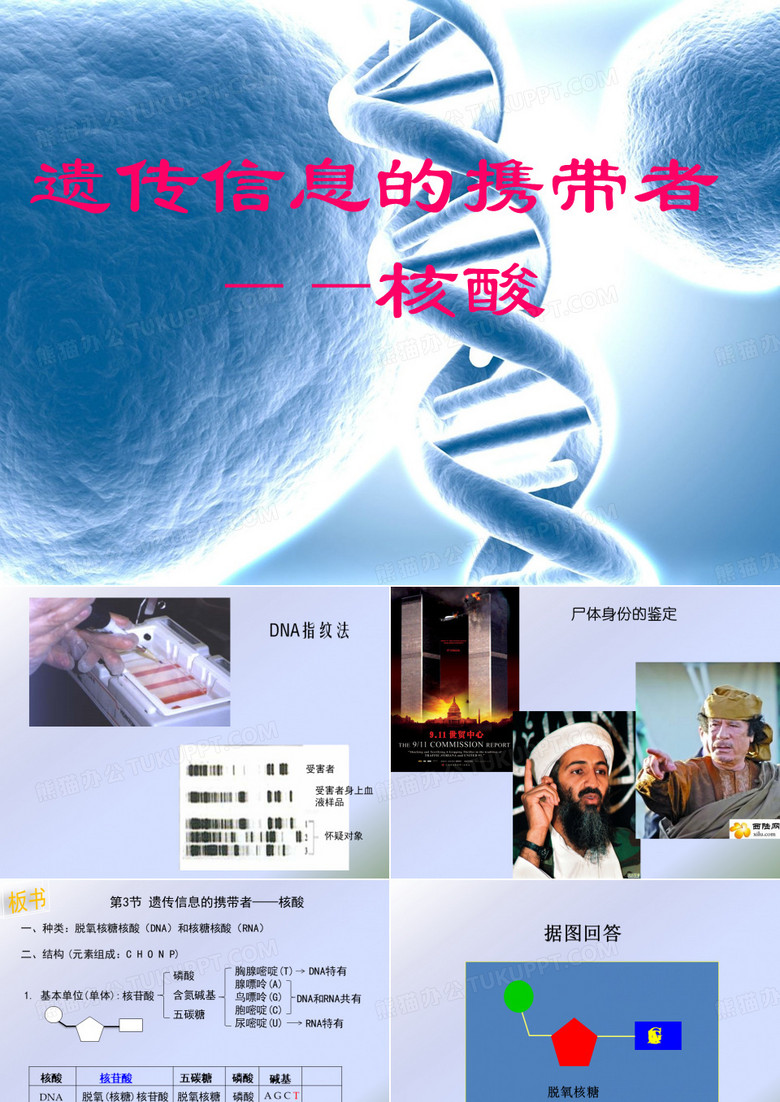 遗传信息的携带者——核酸