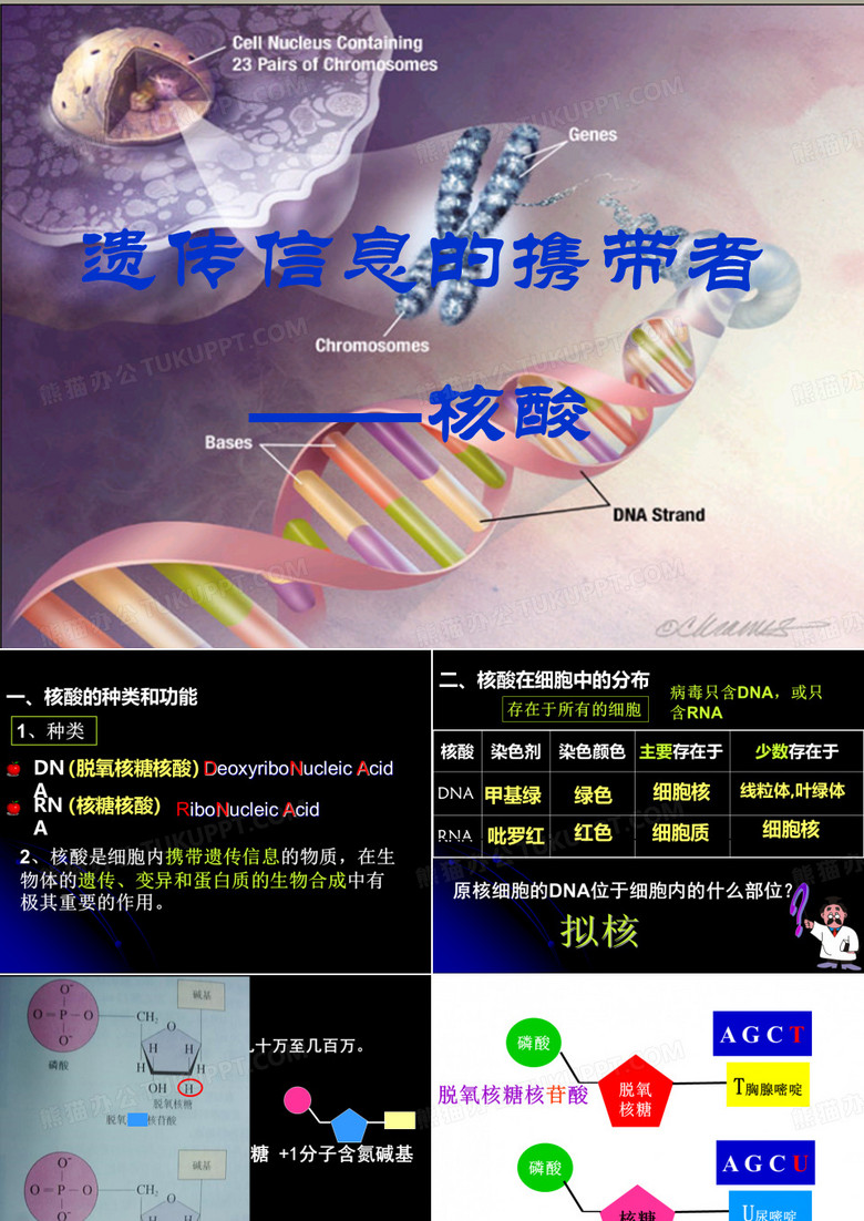 遗传信息携带者——核酸