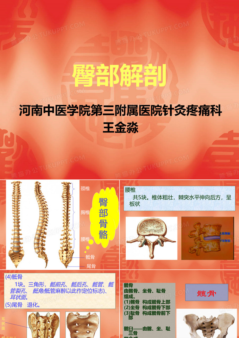 臀部解剖
